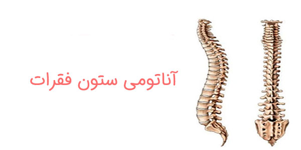 آناتومی ستون فقرات به چه صورتی است؟