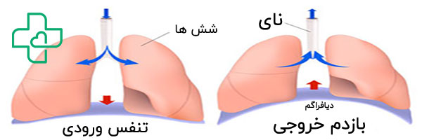 مکانیسم تنفسی به چه صورت است؟